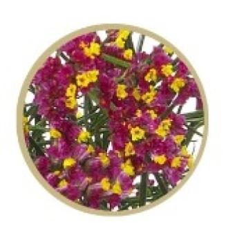 Limonium sin. Scarlet Diamond - 5 Stiele